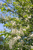 Gooseneck loosestrife (Lysimachia clethroides) flowers, Eric Borja Zen Garden, Beaumont-Monteux, Drome, France