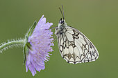 Marbled White (Melanargia galathea) on flower, France