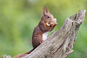Eurasian red Squirrel (Sciurus vulgaris) eating on a branch, France