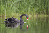 Black Swan (Cygnus atratus) on water and its reflection, France