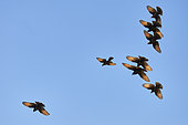 Tritram's grackles (Onychognathus tristramii) flying, Asir Mountains, Saudi Arabia