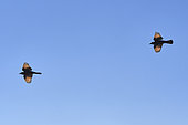 Two Tritram's grackles (Onychognathus tristramii) flying, Asir Mountains, Saudi Arabia