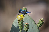 Palestine sunbird (Cinnyris osea) male on prickly pear flower (Opuntia ficus indica), pollination, Asir Mountains, Saudi Arabia