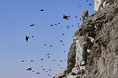Hamadryas baboon (Papio hamadryas) males climbing a cliff and Tristram's grackles (Onychognathus tritramii) flying, Saudi Arabia
