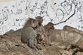 Hamadryas baboon (Papio hamadryas), female holding the carcass of her dead young, Saudi Arabia