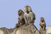Hamadryas baboon (Papio hamadryas), male and female holding the carcass of her dead young, Saudi Arabia