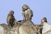 Hamadryas baboon (Papio hamadryas), male and female holding the carcass of her dead young, Saudi Arabia