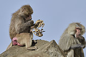 Hamadryas baboon (Papio hamadryas), female looking at the carcass of her dead young, Saudi Arabia