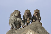 Hamadryas baboon (Papio hamadryas), male avec two females holding at the carcasses of their dead youngs, Saudi Arabia