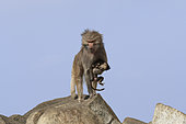 Hamadryas baboon (Papio hamadryas), female carrying the corpse of her dead young, Saudi Arabia