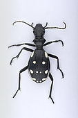 Domino beetle (Anthia duodecimguttata) on white background, Saudi Arabia