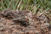 Rufous flesh fly (Sarcophaga ruficornis) feeding on feces, Saudi Arabia