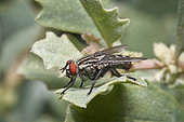 Rufous flesh fly (Sarcophaga ruficornis) on a leaf, Saudi Arabia
