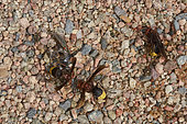 Oriental wasps (Vespa orientalis) and flies (Scarcophaga ruficornis) and (Musca domestica), feeding on dead fish debris, Saudi Arabia