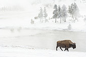 American bison (Bison bison), Yellowstone National Park, USA