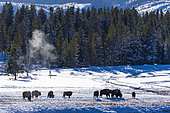 American bison (Bison bison), Yellowstone National Park, USA
