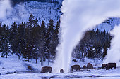 American bison (Bison bison), Yellowstone National Park, USA