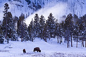 American bison (Bison bison), Yellowstone National Park, USA