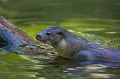 European otter (Lutra lutra), also known as the Eurasian otter, Eurasian river otter, common otter, and Old World otter