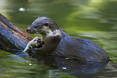 European otter (Lutra lutra), also known as the Eurasian otter, Eurasian river otter, common otter, and Old World otter