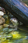 European otter (Lutra lutra), also known as the Eurasian otter, Eurasian river otter, common otter, and Old World otter