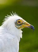 Egyptian vulture (Neophron percnopterus), also called the white scavenger vulture or pharaoh's chicken