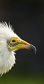 Egyptian vulture (Neophron percnopterus), also called the white scavenger vulture or pharaoh's chicken