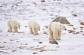 POLAR BEAR (Ursus maritimus), Churchill, Hudson Bay, Manitoba, Canada, America