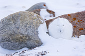 Arctic hare (Lepus arcticus), or polar rabbit in snowy tundra, Churchill, Hudson Bay, Manitoba, Canada, America