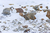 Arctic hare (Lepus arcticus), or polar rabbit in snowy tundra, Churchill, Hudson Bay, Manitoba, Canada, America