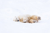 Polar Bear (Ursus maritimus), Churchill, Hudson Bay, Manitoba, Canada, America