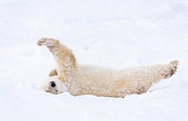 Ours polaire (Ursus maritimus) couché dans la neige, Churchill, Baie d'Hudson, Canada
