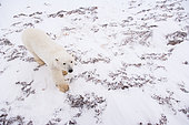 Polar Bear (Ursus maritimus), Churchill, Hudson Bay, Manitoba, Canada, America
