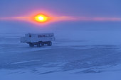 Polar bear viewing, Churchill, Hudson Bay, Manitoba, Canada, America