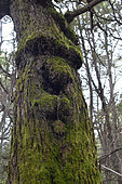 Tree trunk looking like an human face, Arrayanes forest, Argentina