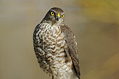Eurasian sparrowhawk (Accipiter nisus) immature, Lorraine, France