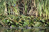 European kingfisher (Alcedo atthis) female perched on a reed over a pond with a moorhen, Lorraine, France