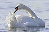 Mute swan (Cygnus olor) preening itself, Genève lake , Schwitzerland