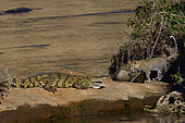 Léopard (Panthera pardus) jeune femelle explorant son territoire et rencontrant un Crocodile du Nil (Crocodylus niloticus) sur les berges de la Mara, Masai Mara, Kenya