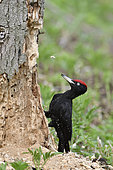 Black Woodpecker (Dryocopus martius) attacking an old stump to collect larvae, France