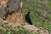 Black Woodpecker (Dryocopus martius) attacking an old stump to collect larvae, France