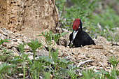 Black Woodpecker (Dryocopus martius) attacking an old stump to collect larvae, France