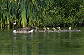 Canada Goose (Branta canadensis) on water and chicks, France