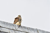 Common Kestrel (Falco tinnunculus) feeding with rodent, castle of Vincennes, France