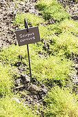 Fiber Optic Grass (Isolepis cernua) in a garden in summer, Pas de Calais, France