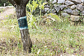 Bugs trap on a fruit tree in summer, Provence, France