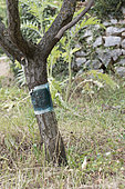 Bugs trap on a fruit tree in summer, Provence, France