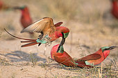 Carmine bee-eater (Merops nubicoides), in flight, fighting between neighbours, breeding colony at the Sambezi river, Namibia