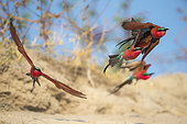 Carmine bee-eater (Merops nubicoides), in flight, breeding colony at the Sambezi river, Namibia