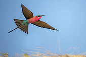 Carmine bee-eater (Merops nubicoides), in flight, breeding colony at the Sambezi river, Namibia
